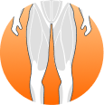 Knee